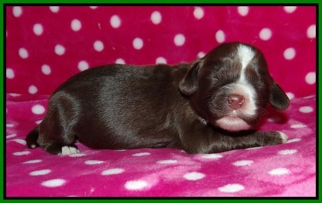 Liza Camo pups 1 wk olf 111