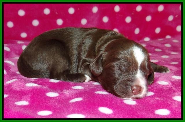 Liza Camo pups 1 wk olf 121