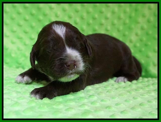Liza Camo pups 2 wks old 161
