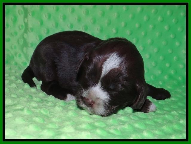 Liza Camo pups 2 wks old 171