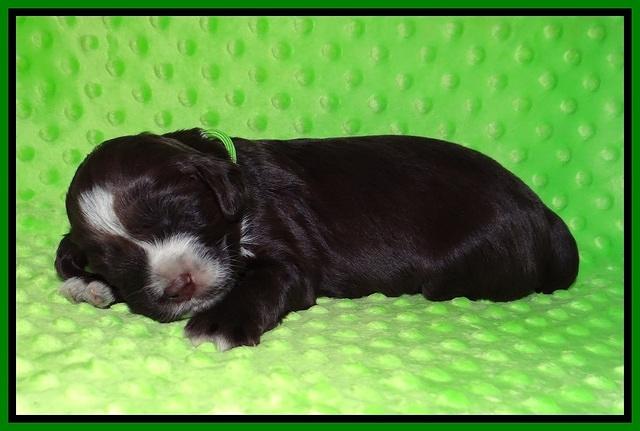 Liza Camo pups 2 wks old 181