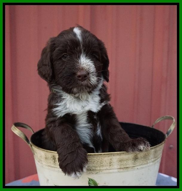 Liza Camo pups 5 wks old 281
