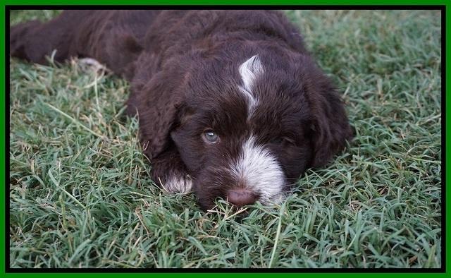 Liza Camo pups 6 wks old 291