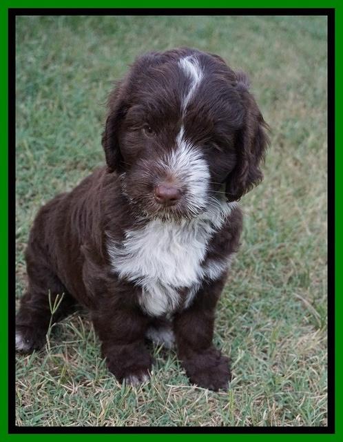 Liza Camo pups 7 wks old 351