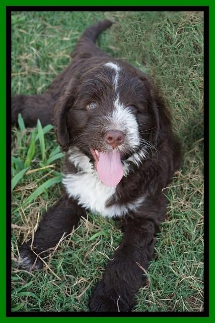 Liza Camo pups 7 wks old 361