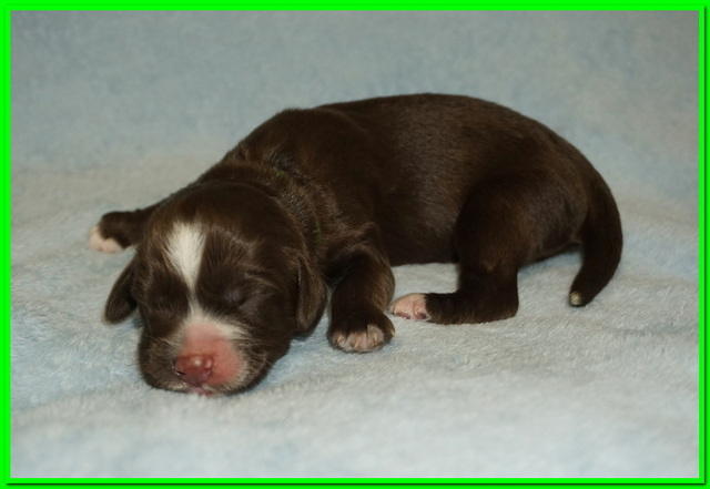 Newborn Lime Girl Liza Camo-1