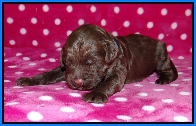Liza Camo pups 1 wk olf 181