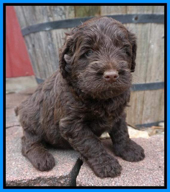 Liza Camo pups 4 wks old 351