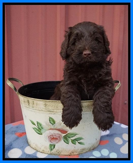 Liza Camo pups 5 wks old 341