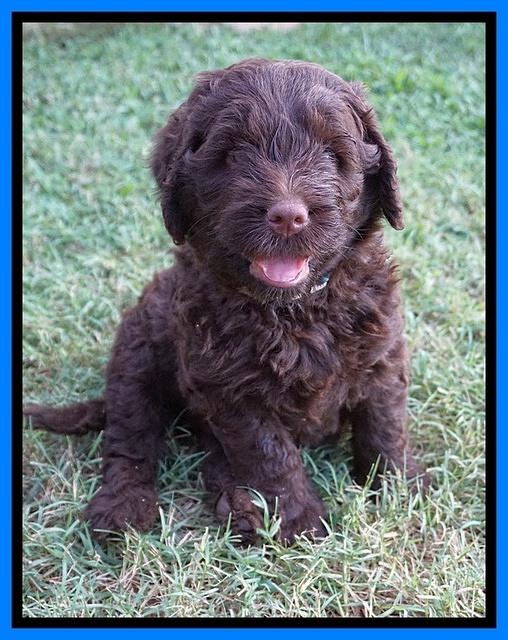 Liza Camo pups 6 wks old 331