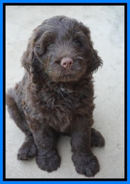 Liza Camo pups 7 wks old 411