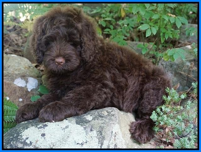 Liza Camo pups 8 wks old 35000