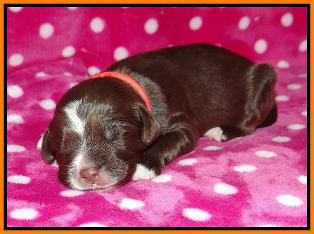Liza Camo pups 1 wk olf 141
