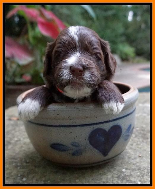 Liza Camo pups 3 wks old 191