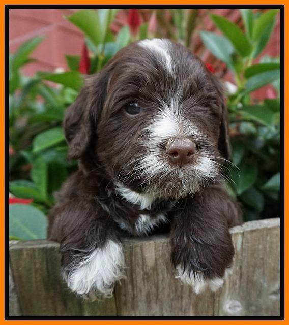 Liza Camo pups 4 wks old 251