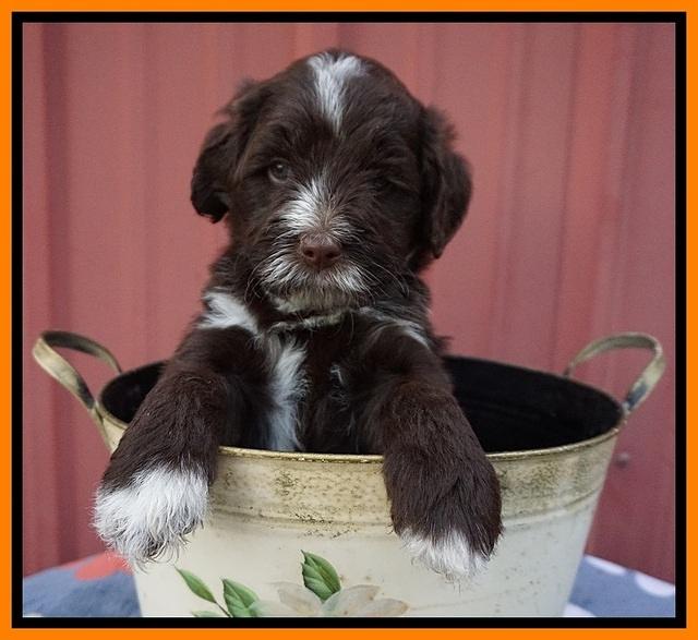Liza Camo pups 5 wks old 231