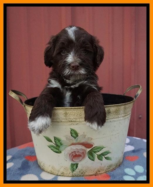 Liza Camo pups 5 wks old 261