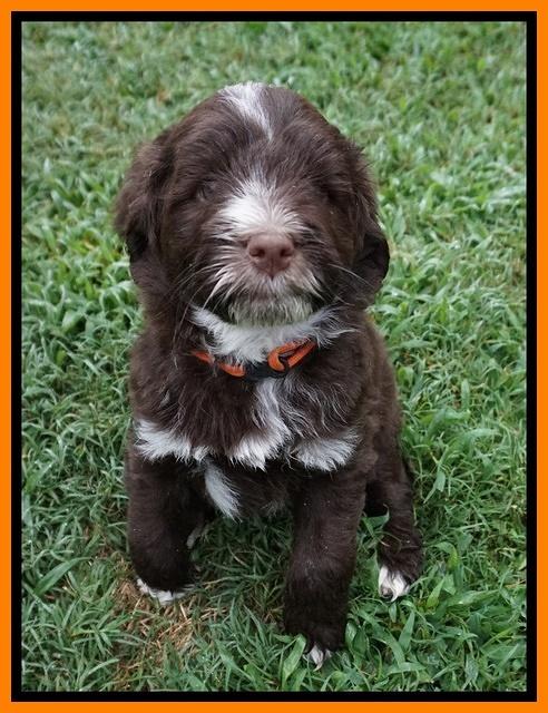 Liza Camo pups 6 wks old 241