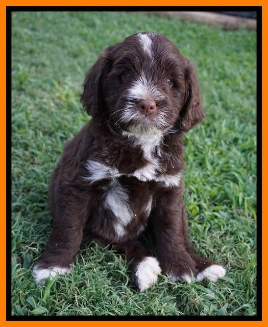 Liza Camo pups 6 wks old 251