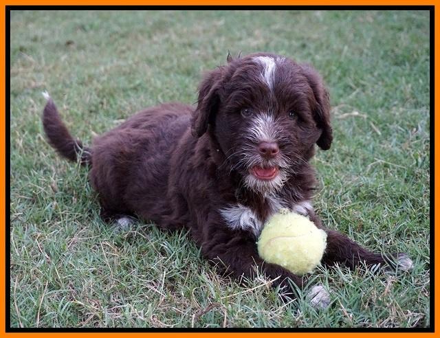 Liza Camo pups 7 wks old 281