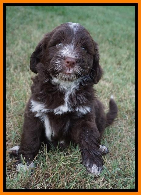 Liza Camo pups 7 wks old 291