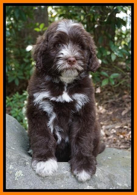 Liza Camo pups 8 wks old 121