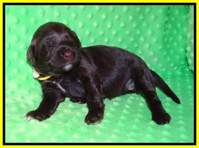 Liza Camo pups 2 wks old 241
