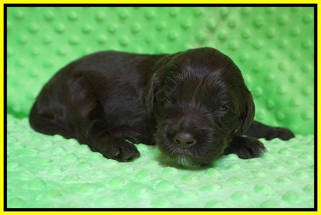 Liza Camo pups 2 wks old 251