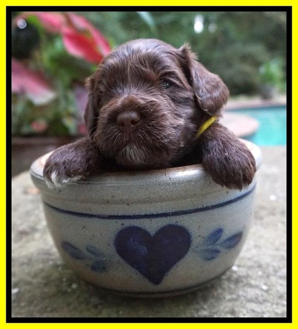 Liza Camo pups 3 wks old 281