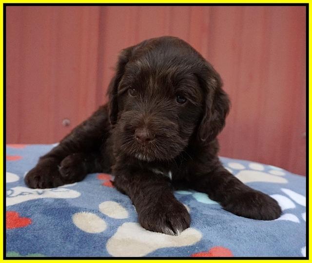 Liza Camo pups 5 wks old 391