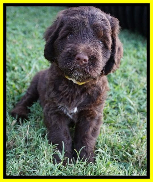 Liza Camo pups 6 wks old 341