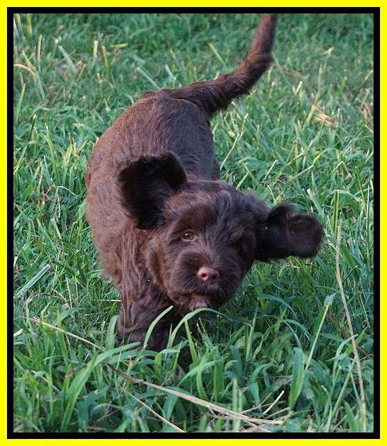 Liza Camo pups 7 wks old 421
