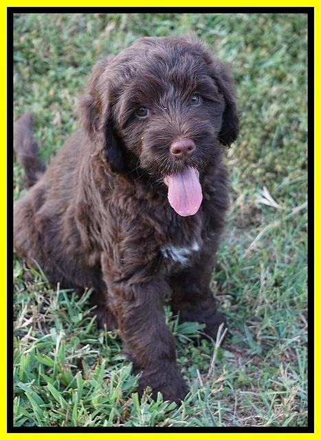 Liza Camo pups 7 wks old 441