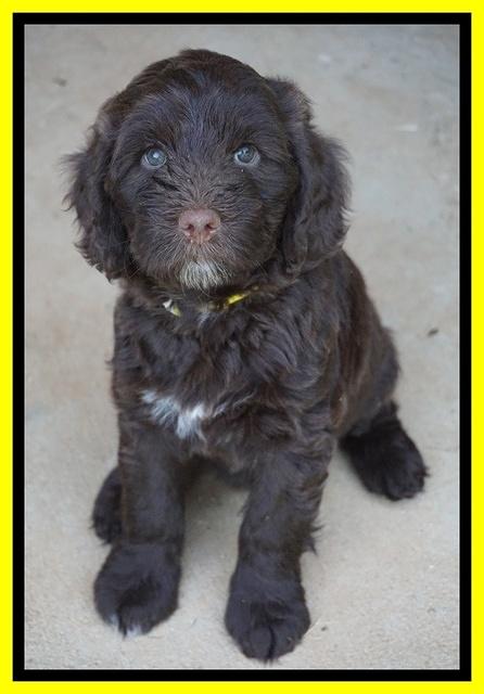 Liza Camo pups 7 wks old 451