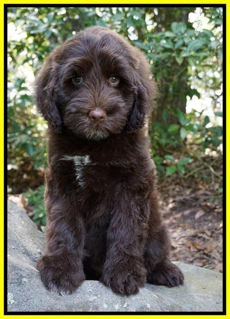 Liza Camo pups 8 wks old 3311