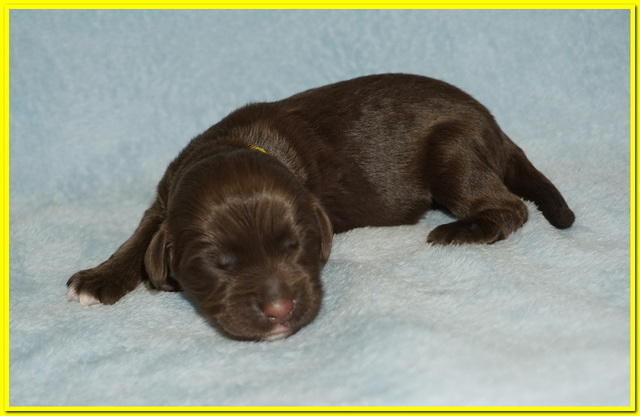 Newborn Yellow girl Liza Camo
