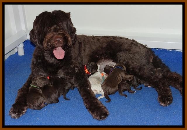 London Trace Newborn pups 21