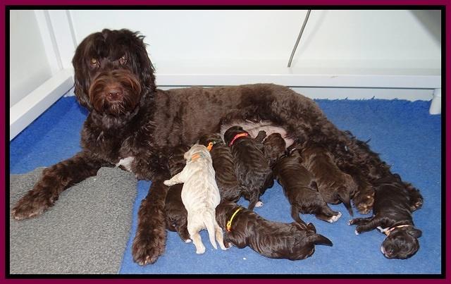 London Trace pups 1 wk old 191