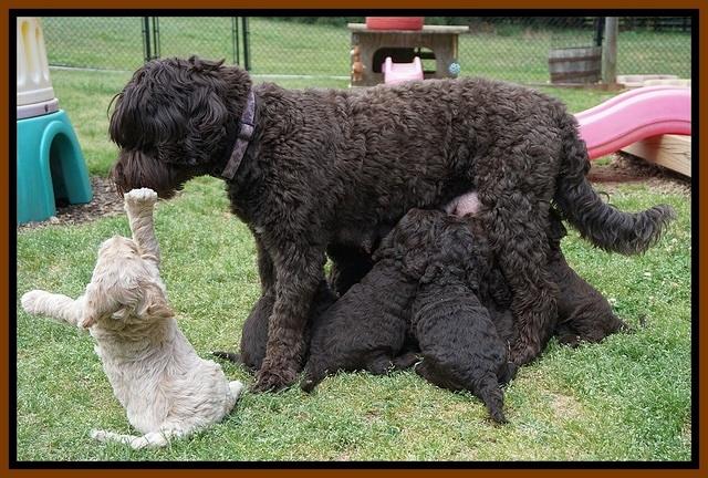 London Trace pups 5 wks old 35100