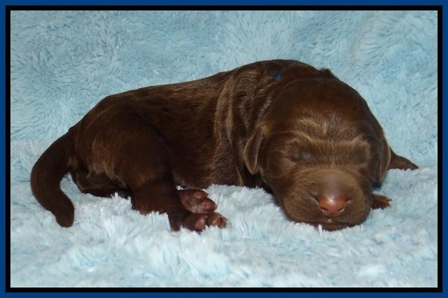 London Trace Newborn pups 51