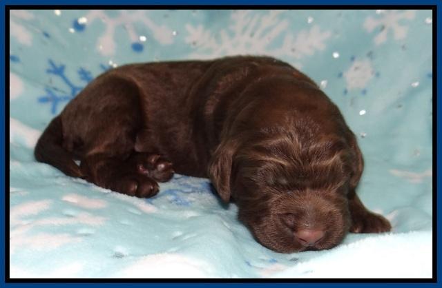 London Trace pups 1 wk old 11