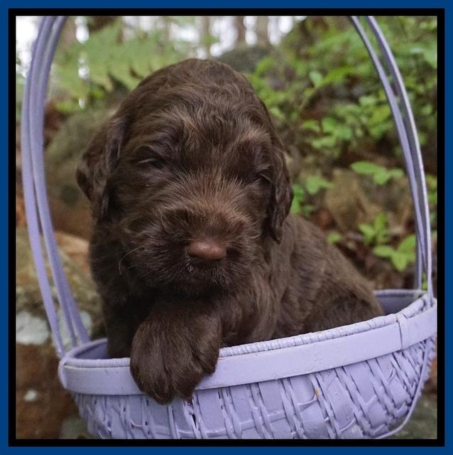 London Trace pups 3 wks old 11