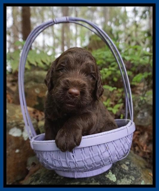 London Trace pups 3 wks old 21