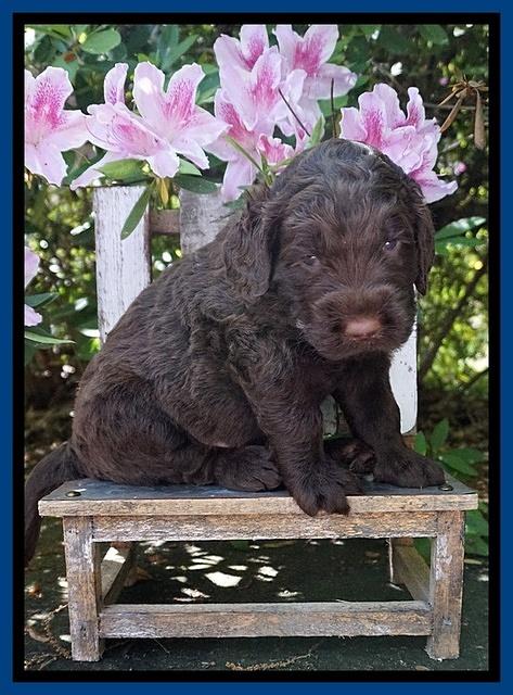 London Trace pups 4 wks old 11