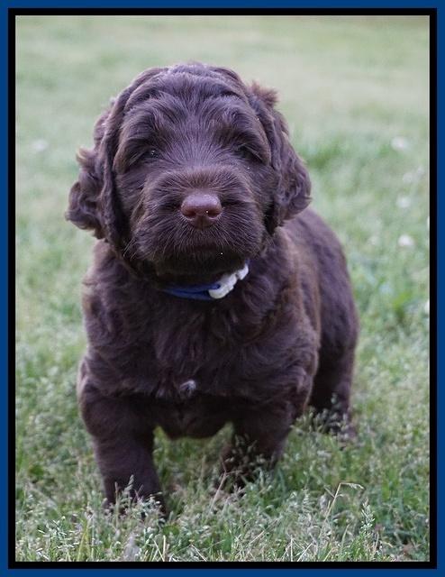 London Trace pups 5 wks old 11