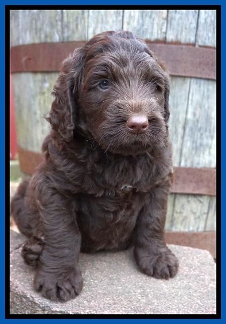 London Trace pups 5 wks old 1100