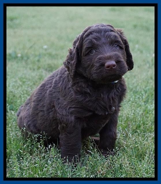 London Trace pups 5 wks old 31