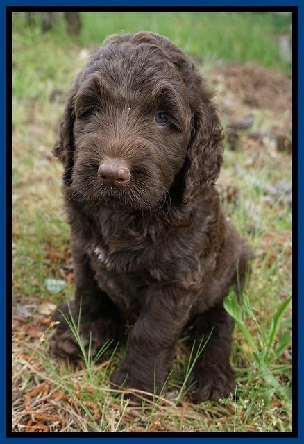 London Trace pups 6 wks old 41