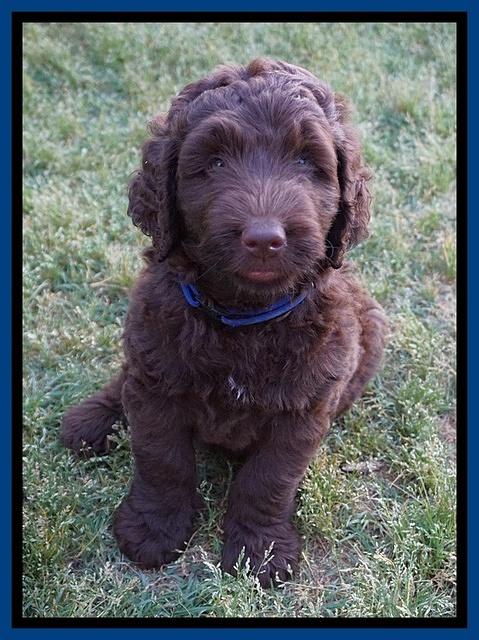London Trace pups 7 wks old 21