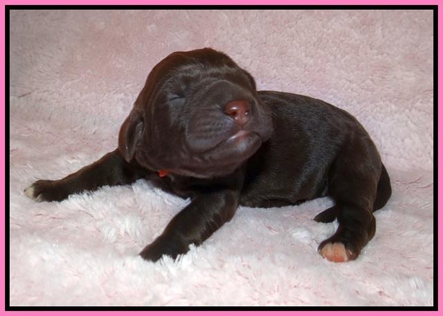 London Trace Newborn pups 81